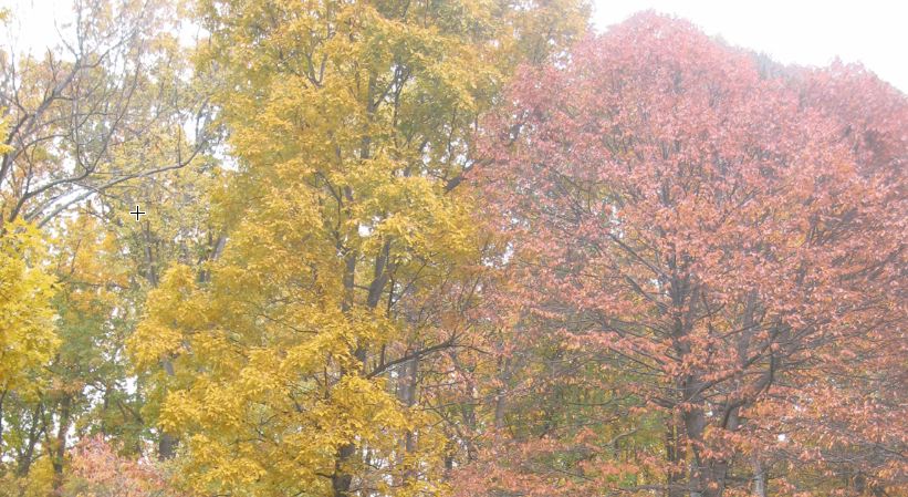 Foxvale Fall